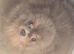 Pastel lilac and tan pomeranian female
