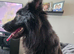 GSD. Litter of 3 - 1 sable boy available