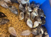 Chinese Painted Quail