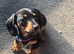 KC Miniature smooth Black and Tan boy