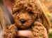 Gorgeous mini / toy poodle puppies