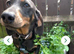 Miniature daschund 10 months old female