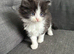Kitten for sale