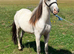 Eye catching gelding to make 12.2