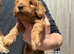 Cockapoo show type toy size