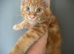 Full Maine coon male kittens