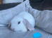 Mini lop litter. Ready now