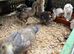 Runner Ducks
