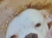 Rotticorso X with an American bulldog