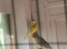 Canary
