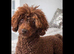 Toy poodle boy