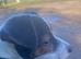Stud Dog