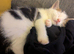 Kittens brother and sister looking for family