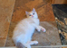 Beautiful GCCF Registered Ragdoll Kittens.