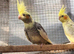 Cockatiel