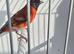 BEAUTIFUL PROVEN PAIR MUTATION RED SISKINS