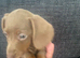 Isabella dachshund