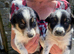 Farm collie pups