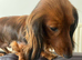 Stunning long haired dachshund puppy black and cream Only 1 left !