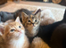 Beautiful kittens