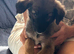 Lovely litter of G.H Shepard x Saluki