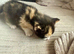 2 female kittens available