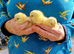 Hatching Eggs Chickens Marans x Leghorn