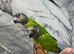Friendly Baby HandReared Super Tame Cuddly Senegal Parrot,13