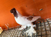 Polish Fancy Pigeons for Sale