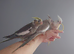 Hand reared silly tame DNA sexed baby cockatiels