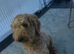 Poodle standard
