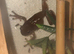 Two young male green tree frogs