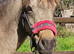 Cuddles The Super pony - seeks the best home