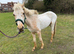 Leopard Appaloosa x palomino 2 year old colt
