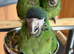 Hand reared hahns macaw . (Male)
