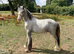 Yearling colt to make 14.2hh