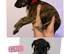 Lurcher puppies for sale