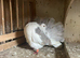 3 fantails