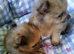 Rare! Merle Pomeranian puppies