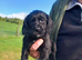 Cocker Spaniel Puppies