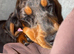 Dachshund / Cocker Spaniel Puppy