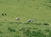 Sheltand x soay sheep entire rams and wethers