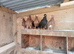 pigeons english barbs