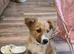 Red border collie girl