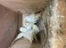 budgies zebra finches and parrotlets