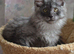 Tica Maine Coon kittens for reservation
