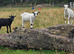 Three Beautiful Pygmy Wethers looking for their Forever Home