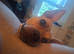 Dog in need of loving home