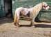 Gorgeous red roan cob gelding &pound;2000 ono
