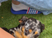 Beautiful mini dachshund